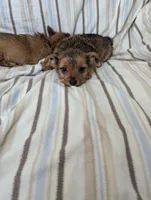 Chorkie 2, a male Chorkie for sale in Ashland, KY – 4 of 4