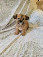 Shorkie girl 2, a female Shih Tzu and Yorkshire Terrier for sale in Portsmouth, OH – 2 of 2