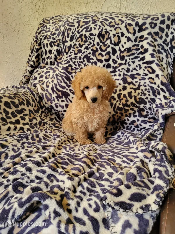 Poodle 4 – Poodle - Toy  puppy for sale in Portsmouth, OH