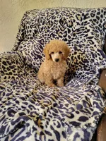 Poodle 4, a male Poodle - Toy  for sale in Portsmouth, OH – 1 of 5
