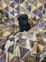 Yorkipoo boy, a male Yorkipoo for sale in Portsmouth, OH – 2 of 3
