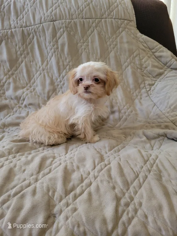 Shih tzu