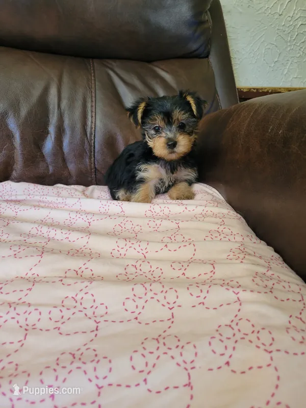 Yorkie 2 – Yorkshire Terrier puppy for sale in Portsmouth, OH