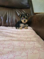 Yorkie 2, a female Yorkshire Terrier for sale in Portsmouth, OH – 1 of 1