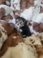 Yorkipoo boy, a male Yorkipoo for sale in Portsmouth, OH – 3 of 3