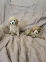 ToyPoodle 2, a male Poodle - Toy  for sale in Portsmouth, OH – 3 of 5