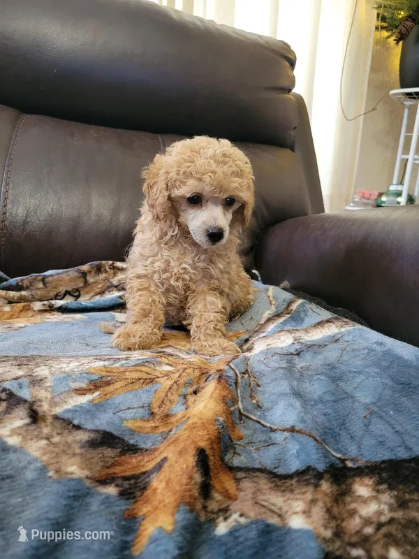 Poodle 3 – Poodle - Toy  puppy for sale in Portsmouth, OH