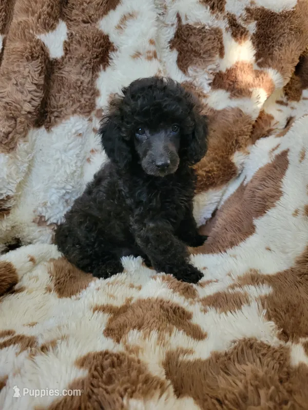 Toy poodle girl – Poodle - Toy  puppy for sale in Portsmouth, OH