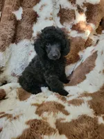 Toy poodle girl, a female Poodle - Toy  for sale in Portsmouth, OH – 1 of 4