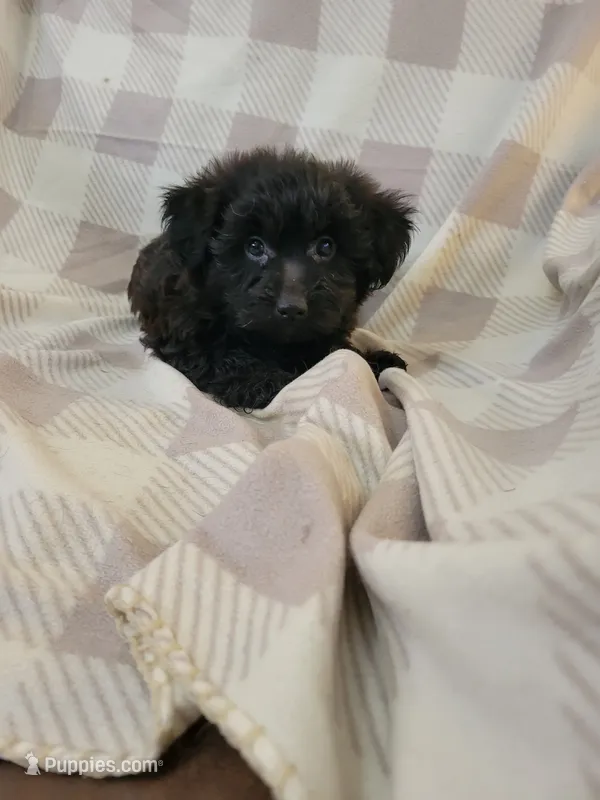 Yorki Poo – Yorkipoo puppy for sale in Portsmouth, OH