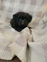 Yorki Poo, a male Yorkipoo for sale in Portsmouth, OH – 1 of 3