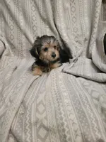 Yorkie poo girl1, a female Yorkipoo for sale in Portsmouth, OH – 3 of 4