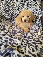 Poodle 4, a male Poodle - Toy  for sale in Portsmouth, OH – 4 of 5
