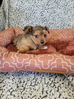 Yorkie 3, a male Chihuahua and Yorkshire Terrier for sale in Ashland, KY – 2 of 2