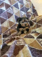 Yorkie 3, a female Yorkshire Terrier for sale in Ashland, KY – 3 of 3