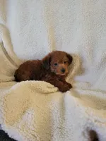 YorkiePoo 1, a female Yorkipoo for sale in Ashland, KY – 2 of 2