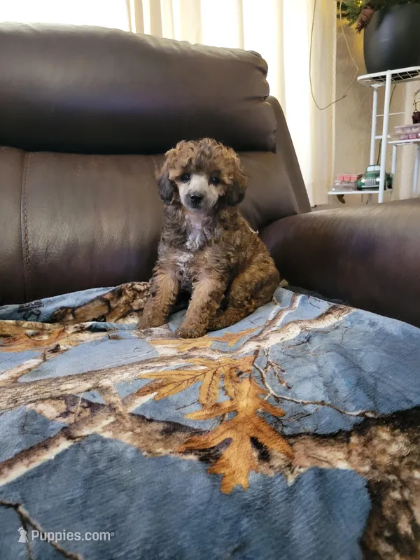 Poodle 2 – Poodle - Toy  puppy for sale in Portsmouth, OH