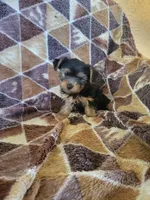 Yorkie 3, a male Yorkshire Terrier for sale in Portsmouth, OH – 2 of 2