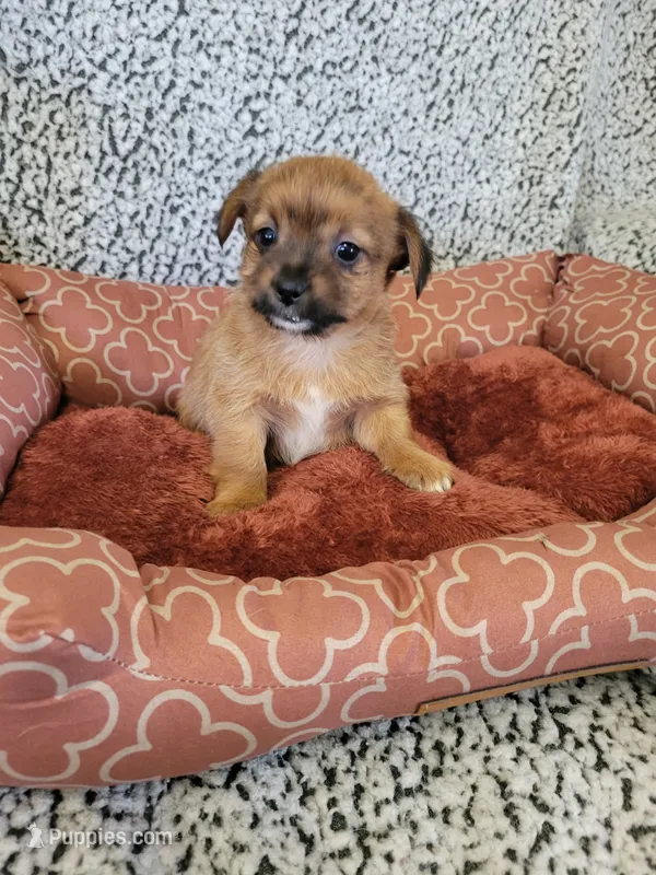 Yorkie 1 – Chihuahua, Yorkshire Terrier puppy for sale in Ashland, KY