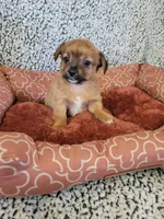 Yorkie 1, a male Chihuahua and Yorkshire Terrier for sale in Ashland, KY – 1 of 3