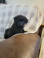 Yorki Poo, a male Yorkipoo for sale in Portsmouth, OH – 2 of 3