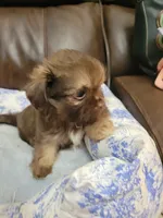 Shih tzu 1, a male Shih Tzu for sale in Ashland, KY – 3 of 3