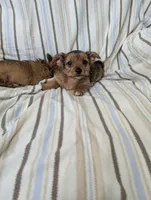 Chorkie 2, a male Chorkie for sale in Ashland, KY – 3 of 4