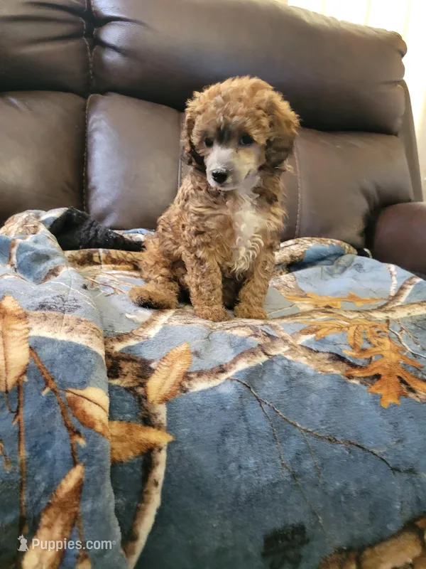 Poodle1 – Poodle - Toy  puppy for sale in Portsmouth, OH