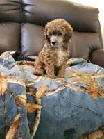 Poodle1, a male Poodle - Toy  for sale in Portsmouth, OH – Photo 1 of 2