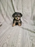 Yorki poo girl 2, a female Yorkipoo for sale in Portsmouth, OH – 3 of 3