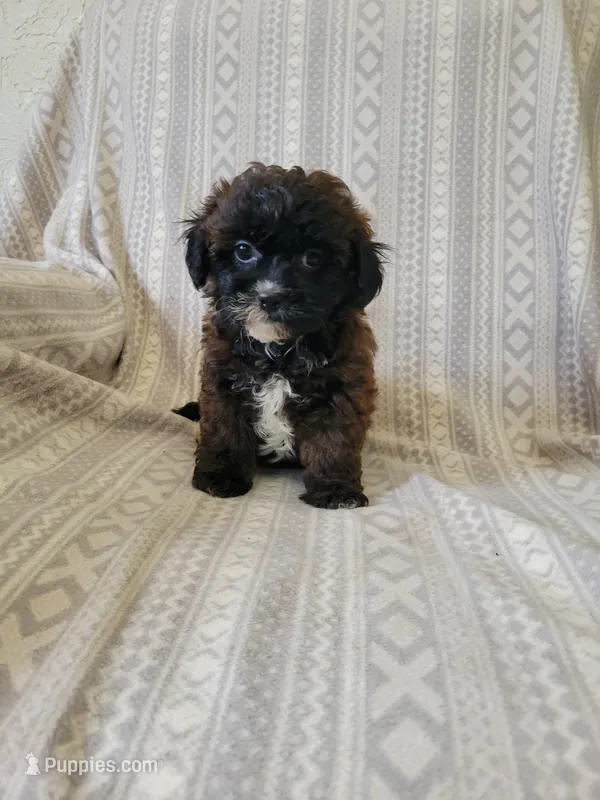 Shih poo