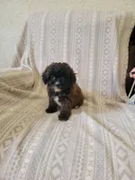 Shih poo, a female Shihpoo for sale in Portsmouth, OH – Photo 2 of 2