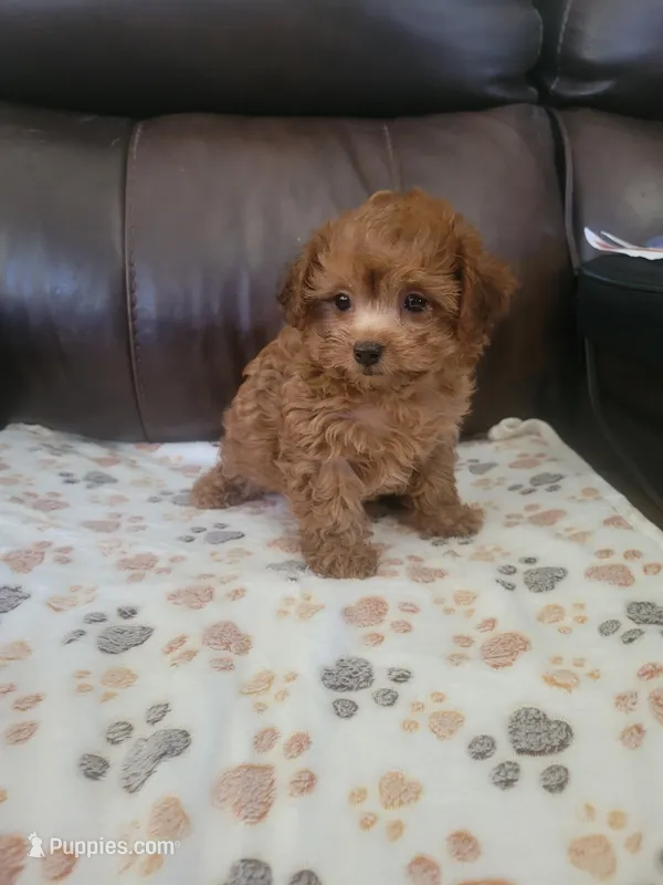 Poodle 1 – Chihuahua, Poodle - Toy  puppy for sale in Portsmouth, OH