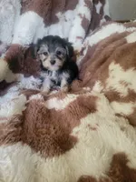 Yorkipoo boy, a male Yorkipoo for sale in Portsmouth, OH – 2 of 3