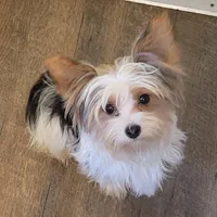 Shorkie, a male Shih Tzu and Yorkshire Terrier for sale in Portsmouth, OH – Photo 3 of 3