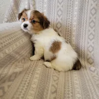 Shorkie, a male Shih Tzu and Yorkshire Terrier for sale in Portsmouth, OH – Photo 2 of 3