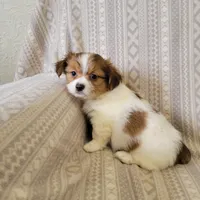 Shorkie, a male Shih Tzu and Yorkshire Terrier for sale in Portsmouth, OH – Photo 1 of 3