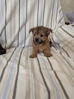 Chorkie 1, a male Chorkie for sale in Ashland, KY – 4 of 4