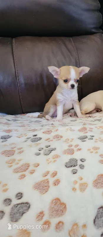 Chihuahua  – Chihuahua puppy for sale in Portsmouth, OH