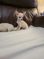 Chihuahua 2, a male Chihuahua for sale in Portsmouth, OH – 3 of 5