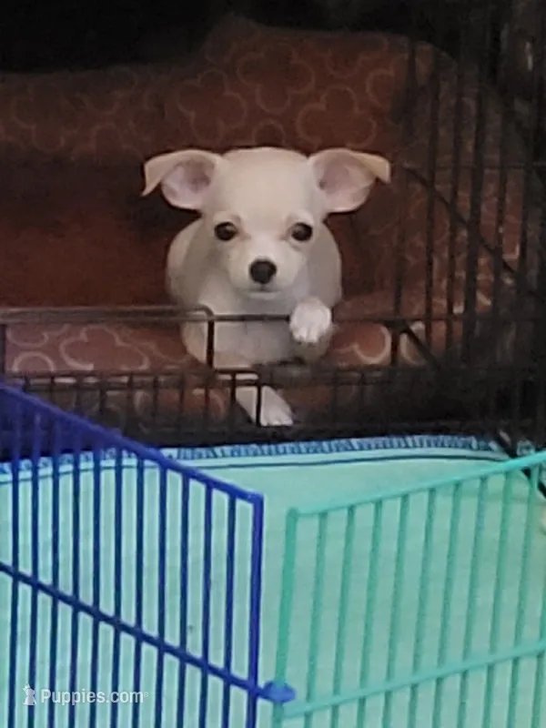 Chihuahua 2 – Chihuahua puppy for sale in Portsmouth, OH