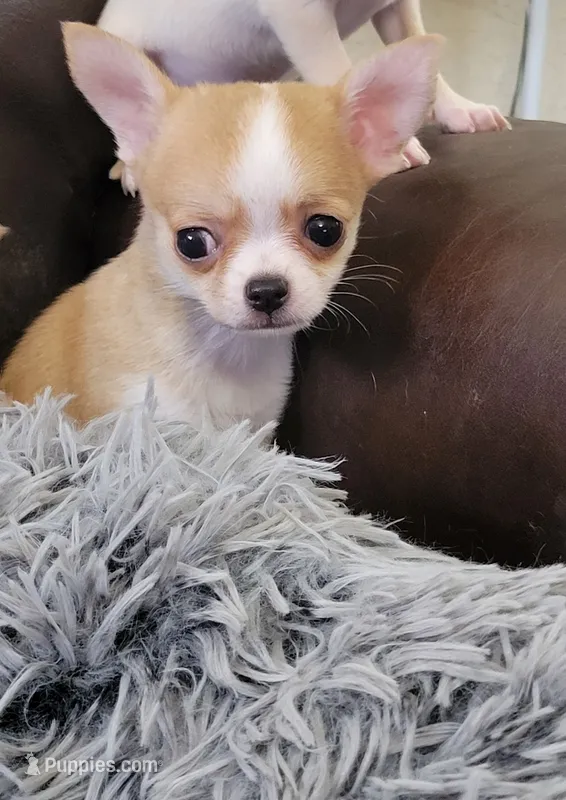 Chihuahua  – Chihuahua puppy for sale in Portsmouth, OH
