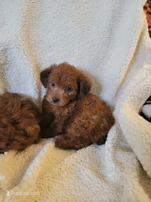 YorkiePoo 1 – Yorkipoo puppy for sale in Ashland, KY