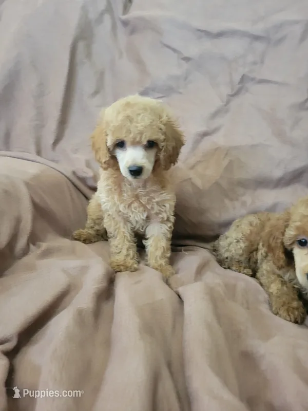 ToyPoodle 2 – Poodle - Toy  puppy for sale in Portsmouth, OH