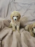 ToyPoodle 2, a male Poodle - Toy  for sale in Portsmouth, OH – 1 of 5