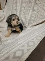 Yorkie poo girl1, a female Yorkipoo for sale in Portsmouth, OH – 2 of 4