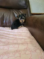 Yorkie, a male Yorkshire Terrier for sale in Ashland, KY – 4 of 4