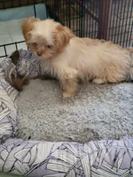 Shih tzu, a female Chihuahua and Shih Tzu for sale in Ashland, KY – Photo 2 of 2