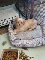 Shih tzu, a female Chihuahua and Shih Tzu for sale in Ashland, KY – Photo 1 of 2