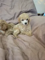 ToyPoodle 2, a male Poodle - Toy  for sale in Portsmouth, OH – 2 of 5